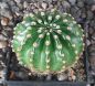 Echinopsis Hybr. Fourty Niner 375