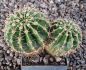 Echinopsis
