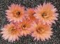 Echinopsis Hybr. Nr. hb619