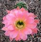 Echinopsis