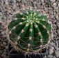 Echinopsis