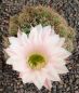 Echinopsis