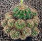 Echinopsis