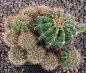 Echinopsis