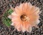 Echinopsis