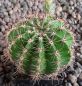 Echinopsis