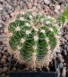 Echinopsis