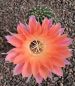 Echinopsis