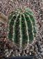 Echinopsis
