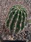 Echinopsis