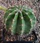Echinopsis