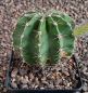 Echinopsis