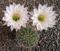 Echinopsis