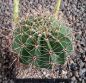 Echinopsis