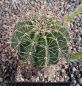 Echinopsis