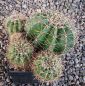 Echinopsis