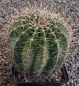 Echinopsis