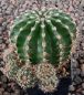Echinopsis Hybr