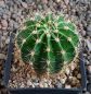 Echinopsis Hybr. Nr. hb39