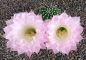 Echinopsis Hybr. Nr. 165