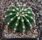 Echinopsis Hybr. Nr. 165