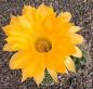 Echinopsis