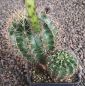 Echinopsis