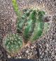 Echinopsis