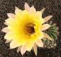 Echinopsis Hybr. Nr. hb39
