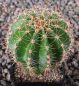 Echinopsis Hybr. Nr. hb39