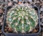 Echinopsis Hybr. Nr. 165