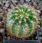 Echinopsis Hybr. Nr. hb46