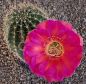 Echinopsis