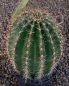 Echinopsis