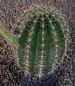 Echinopsis