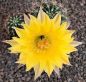 Echinopsis