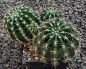 Echinopsis