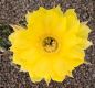 Echinopsis