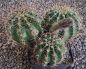 Echinopsis