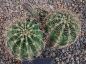 Echinopsis