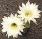 Echinopsis