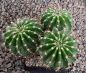 Echinopsis