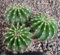 Echinopsis