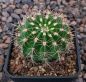 Echinopsis Hybr. Nr. hb48