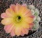 Echinopsis Hybr. Nr. hb296