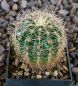 Echinopsis Hybr. Nr. hb296