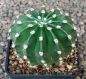 Echinopsis Hybr. Nr. hb300
