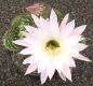 Echinopsis Hybr. Nr. hb333