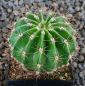 Echinopsis Hybr. Nr. hb333