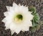 Echinopsis Hybr. Nr. 165